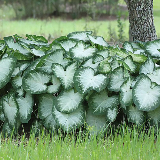 'Aaron' Caladium – Whispering White Charm (2 Bulbs) - Blue Buddha Farm