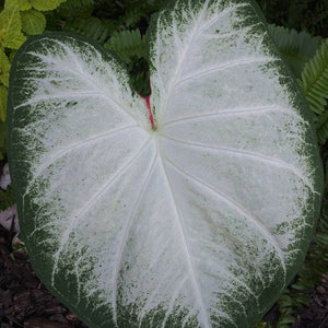 Aaron Caladium (2 Bulbs)
