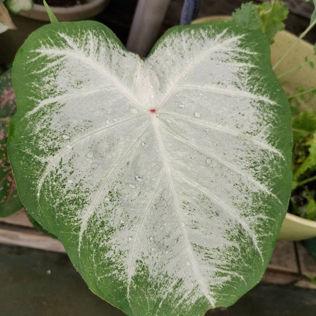 Aaron Caladium (2 Bulbs)