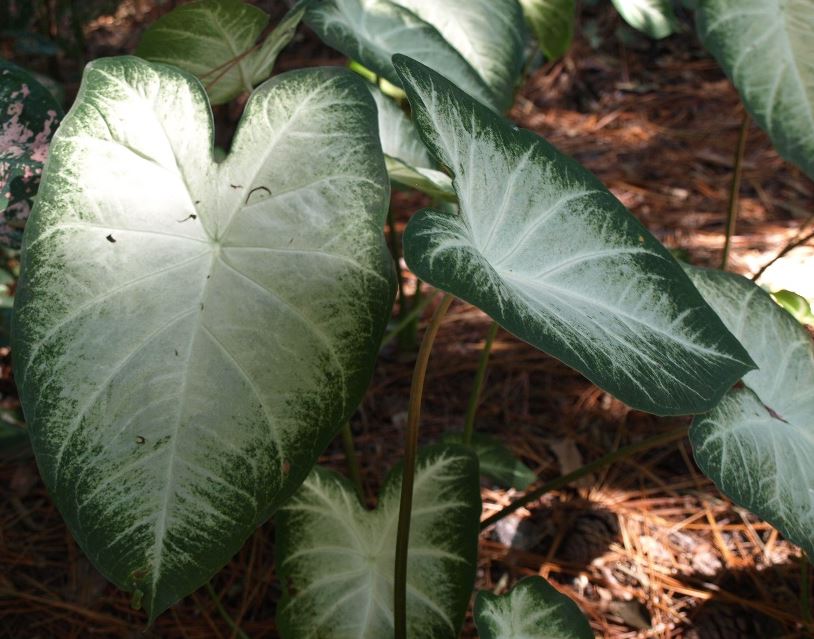 Aaron Caladium (2 Bulbs)