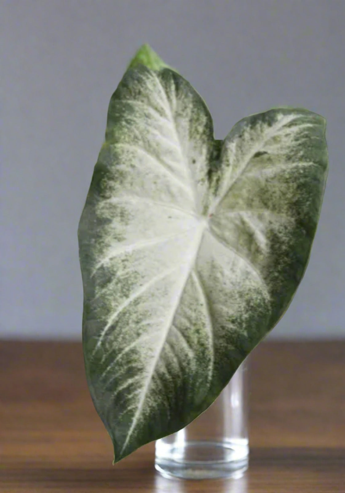 Caladium Aaron