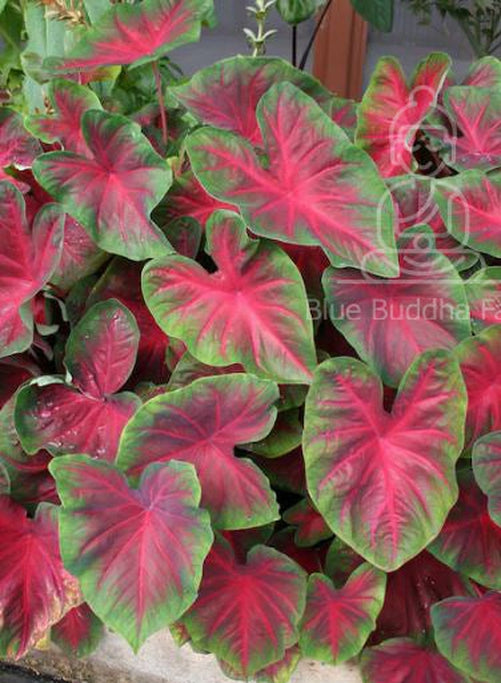 'The Blaze' Caladium – Fiery Red Splendor (2 Bulbs) - Blue Buddha Farm