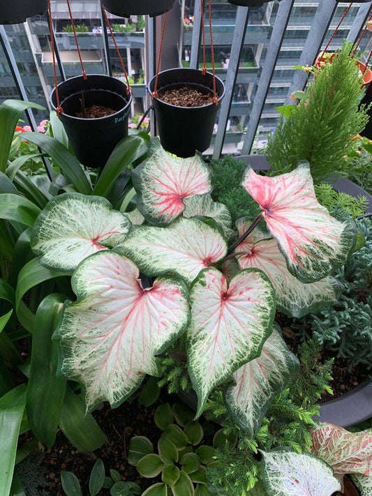 Caladium Bold and Beautiful: Early pinkish orange foliage with green borders, developing into white leaves with striking veins, great for partial shade.