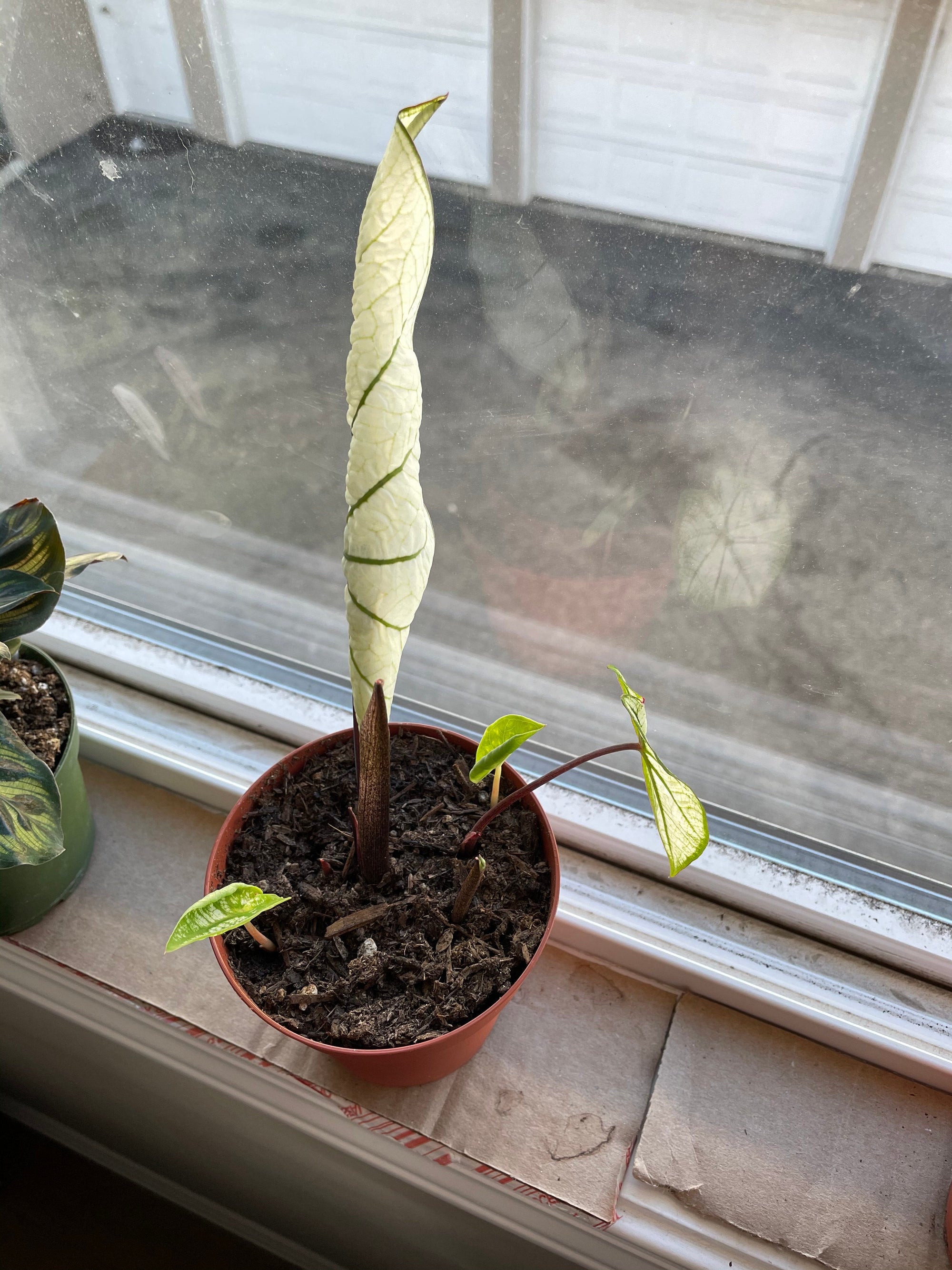 Candidum Jr Caladium (2 Bulbs)