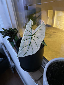 Candidum Jr Caladium (2 Bulbs)