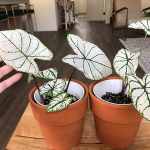 Candidum Jr Caladium (2 Bulbs)