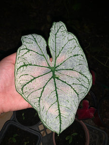Candidum Jr Caladium (2 Bulbs)