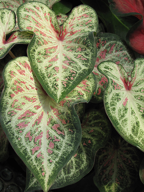 Candyland Caladium (2 bulbs)
