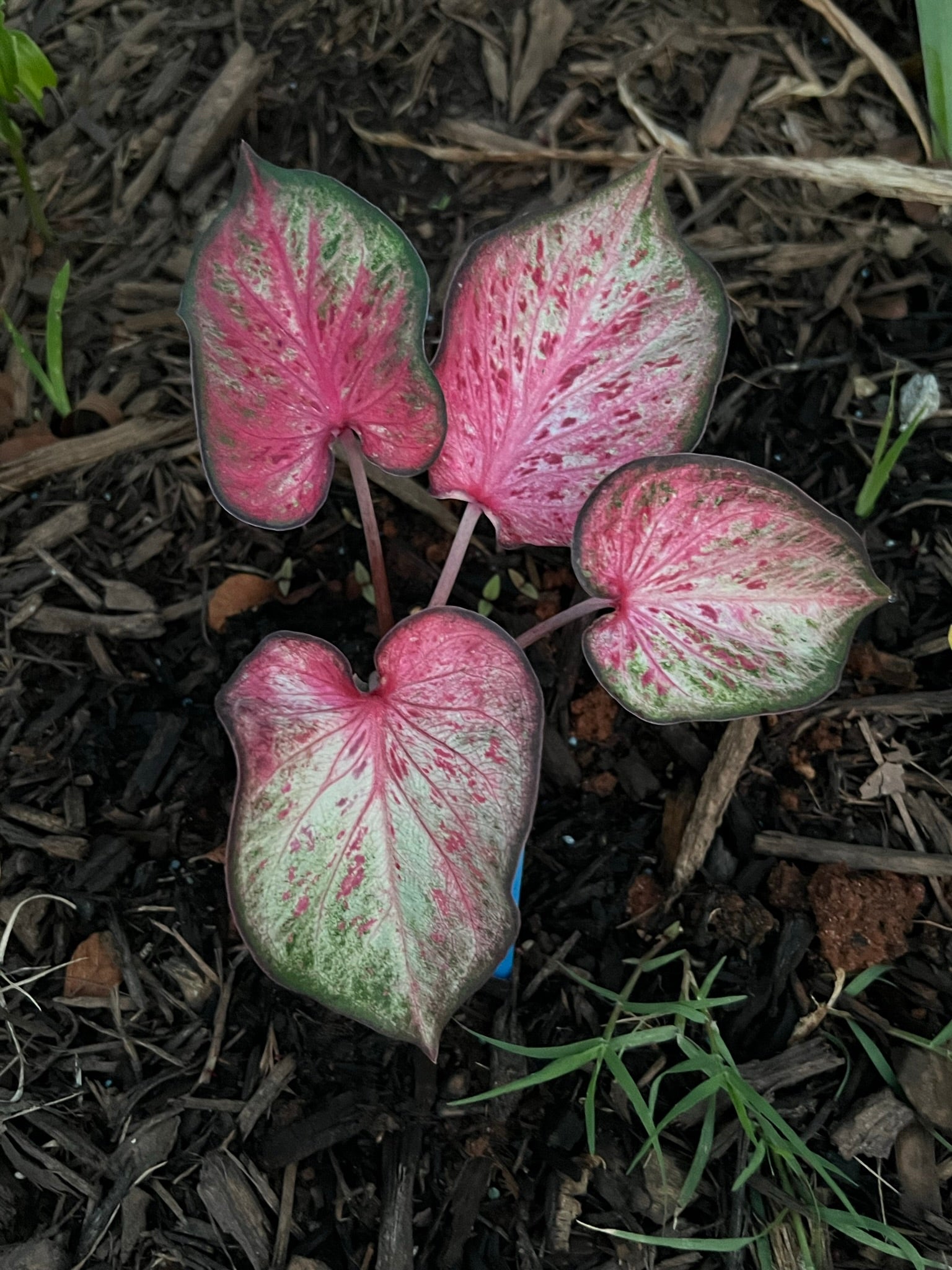 Candyland Caladium (2 bulbs)