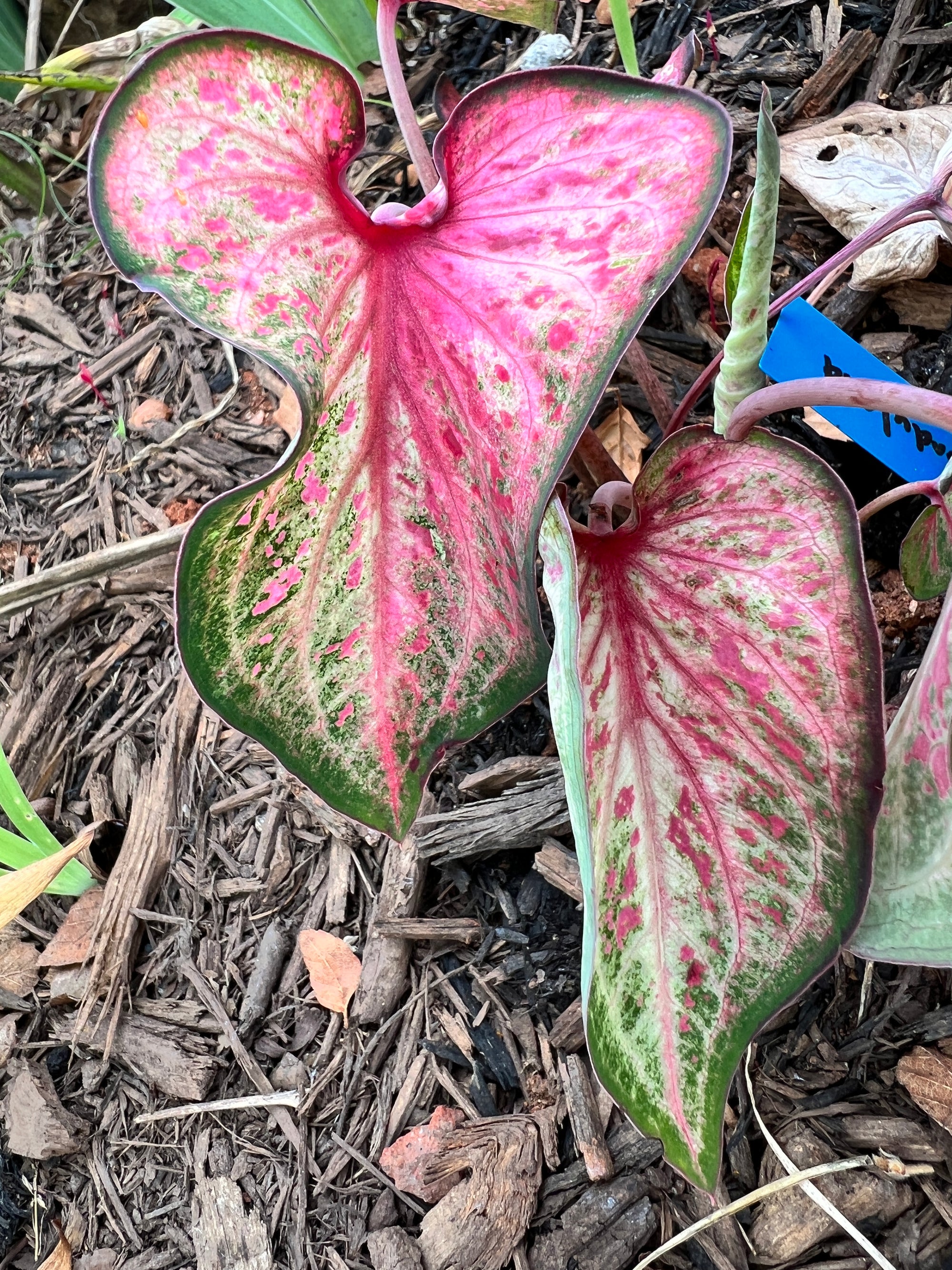 Candyland Caladium (2 bulbs)