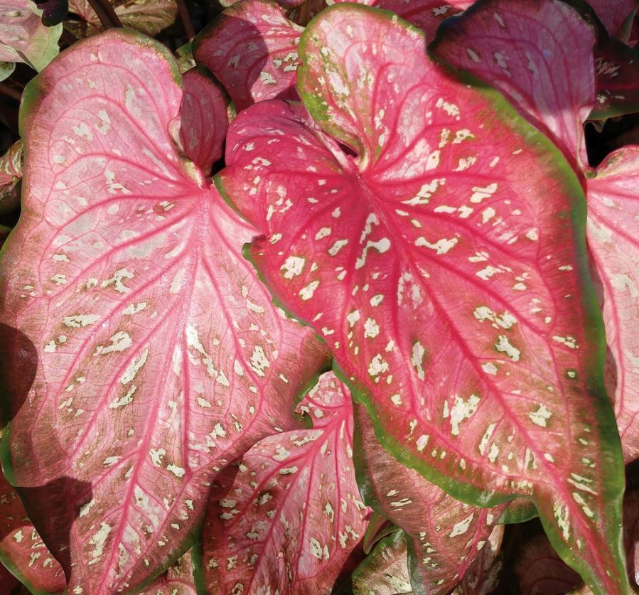 Caribbean Coral Caladium (2 bulbs) ** Preorder for Spring 2024 ** - Blue Buddha Farm
