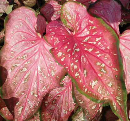 Caribbean Coral Caladium (2 bulbs) ** Preorder for Spring 2024 ** - Blue Buddha Farm