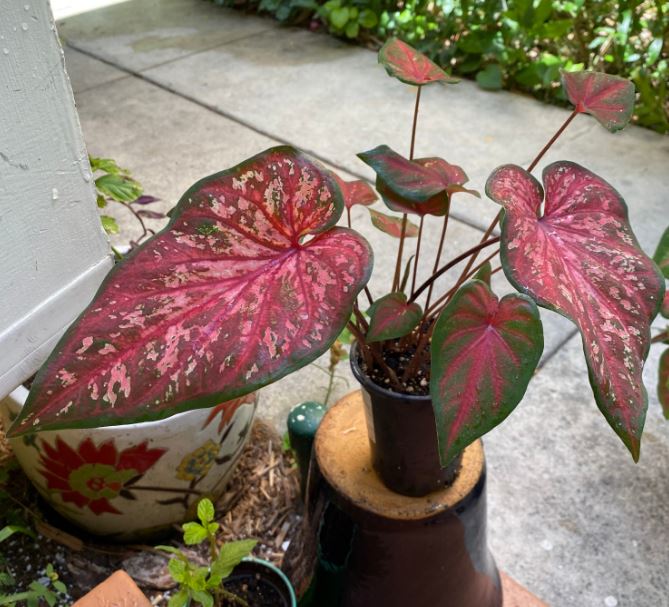 Caribbean Coral Caladium (2 bulbs) ** Preorder for Spring 2024 ** - Blue Buddha Farm