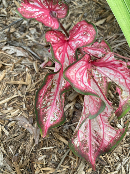 Caribbean Coral Caladium (2 bulbs) ** Preorder for Spring 2024 ** - Blue Buddha Farm