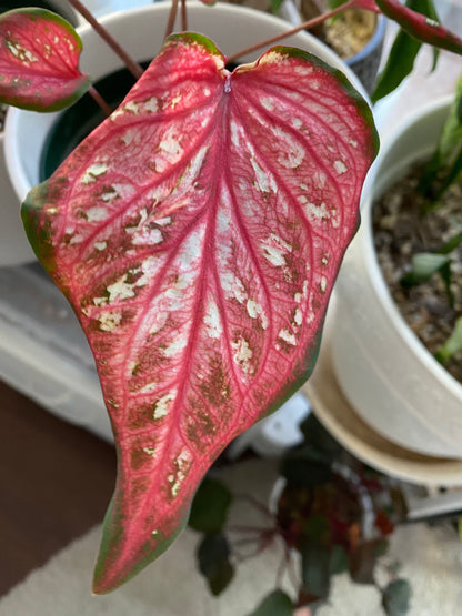 Caribbean Coral Caladium (2 bulbs) ** Preorder for Spring 2024 ** - Blue Buddha Farm