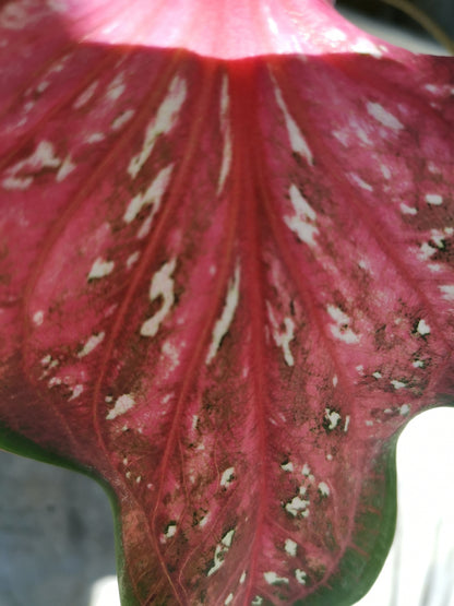 Caribbean Coral Caladium (2 bulbs) ** Preorder for Spring 2024 ** - Blue Buddha Farm
