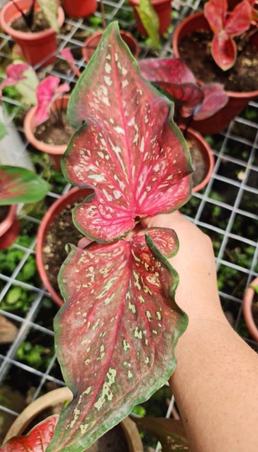 Caribbean Coral Caladium (2 bulbs) ** Preorder for Spring 2024 ** - Blue Buddha Farm