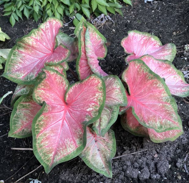 Chinook Caladium (2 bulbs) ** Preorder for Spring 2024 ** - Blue Buddha Farm