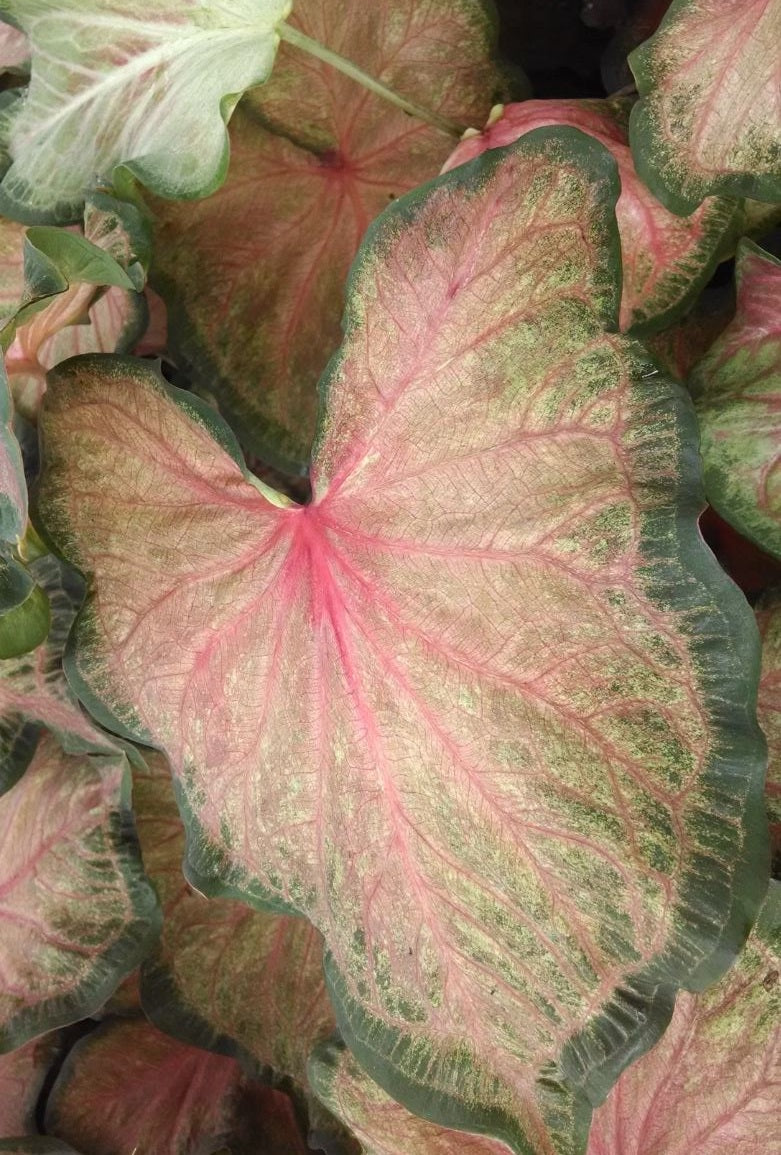 Chinook Caladium planted along a garden pathway – Creating a lush, colorful border.
