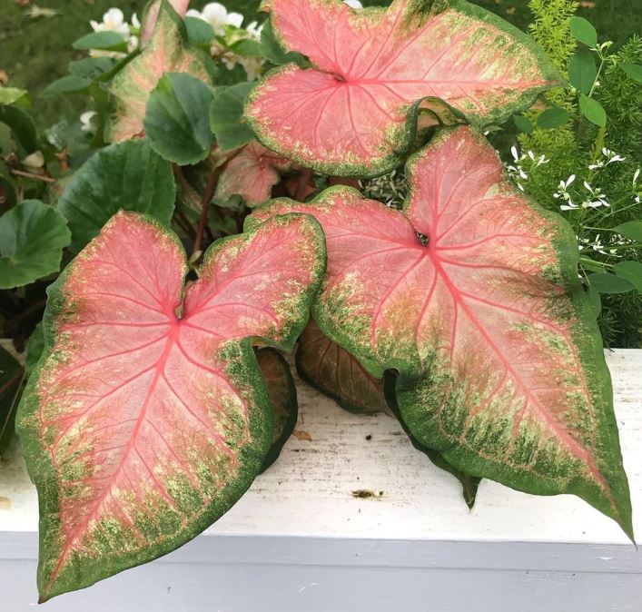 Chinook Caladium in a container – Compact, strap-leaf caladium thriving in a decorative pot.