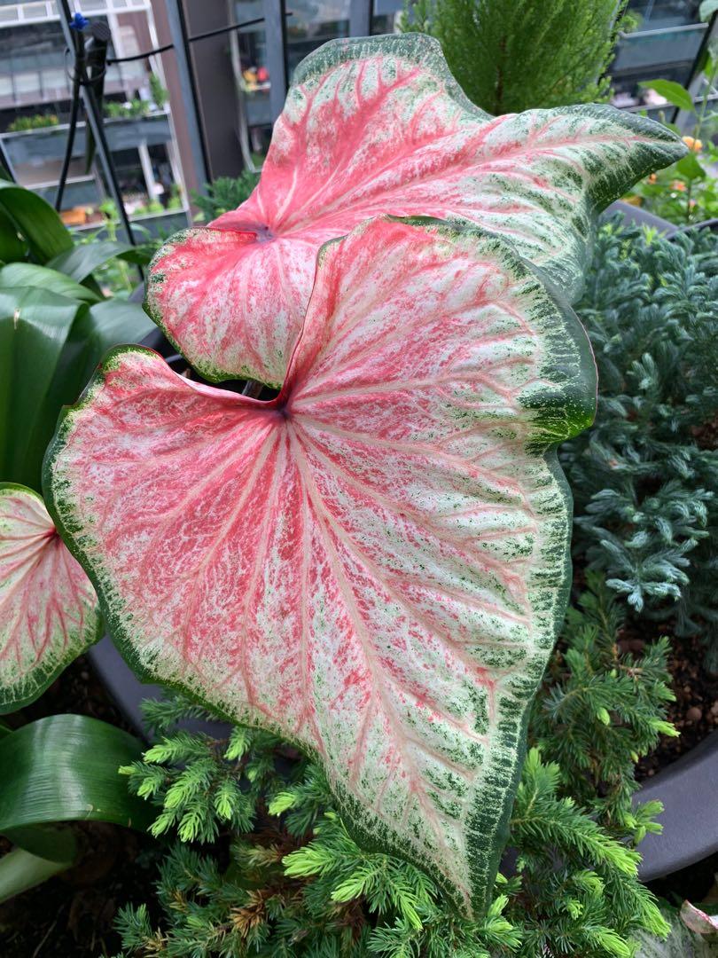 Chinook Caladium (2 bulbs) ** Preorder for Spring 2024 ** - Blue Buddha Farm