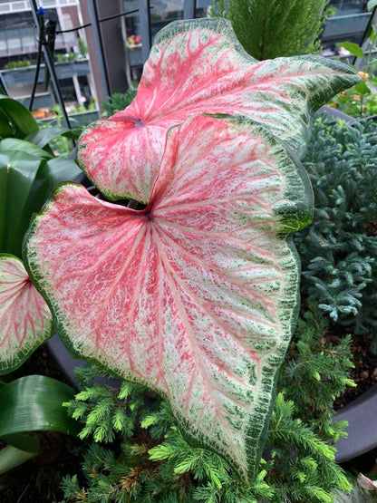 Chinook Caladium (2 bulbs) ** Preorder for Spring 2024 ** - Blue Buddha Farm
