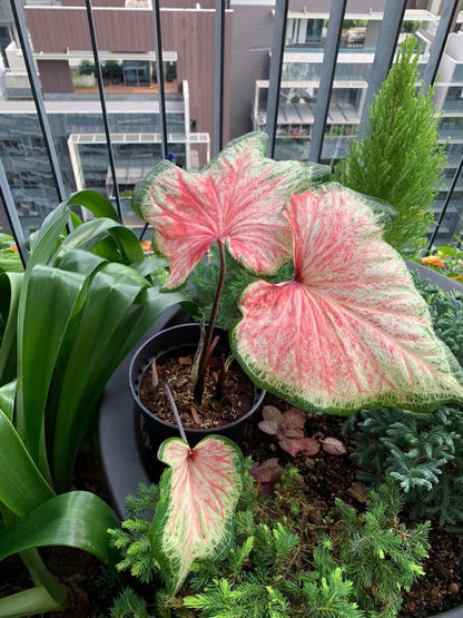 Chinook Caladium (2 bulbs) ** Preorder for Spring 2024 ** - Blue Buddha Farm