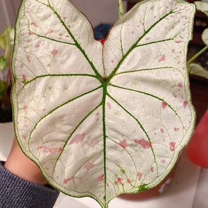 Marie Moir Caladium (2 bulbs)