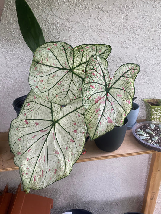 'Cranberry Star' Caladium – Dazzling Foliage Showcase (2 Bulbs) - Blue Buddha Farm