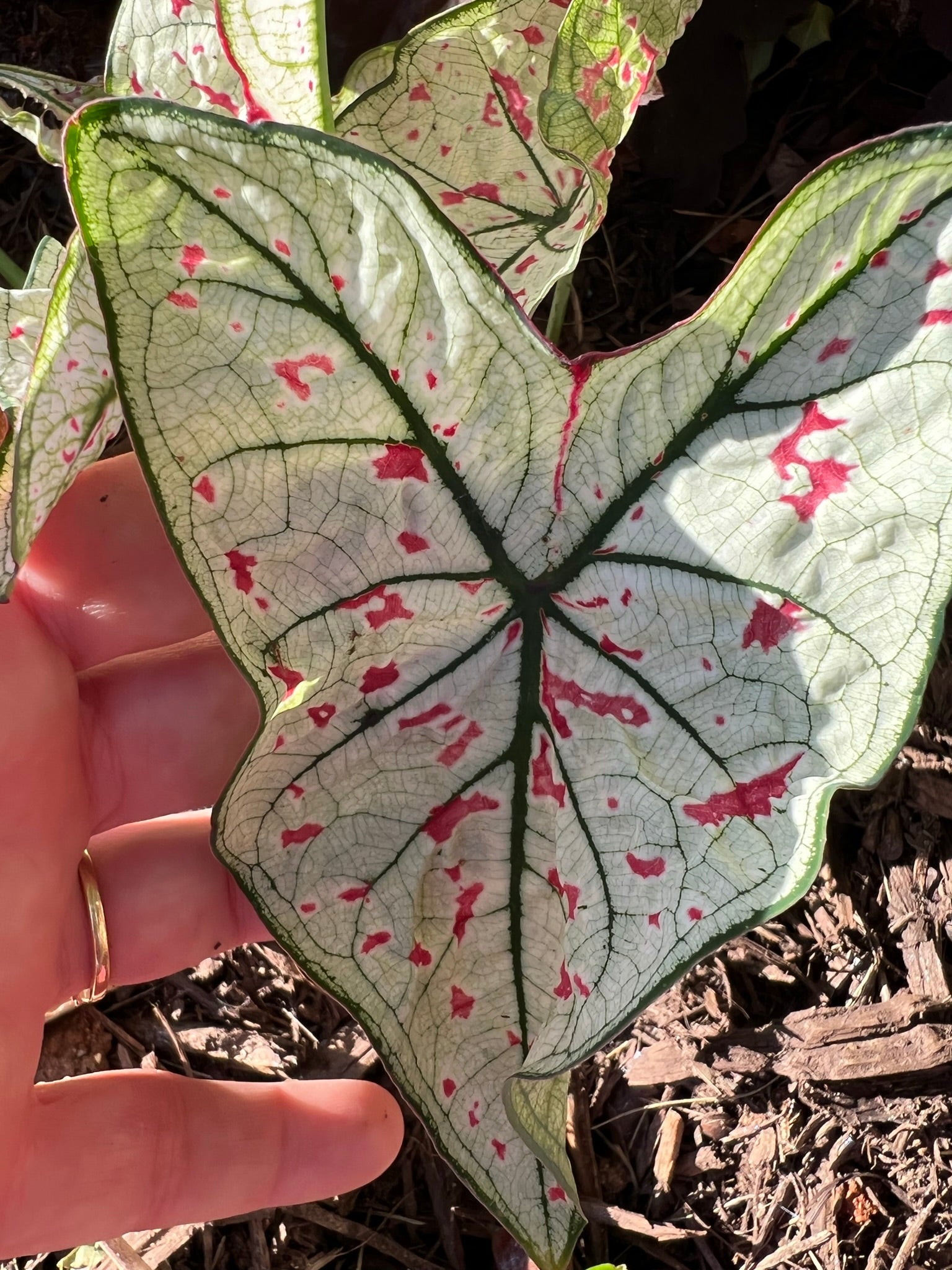 Cranberry Star Caladium (2 bulbs)