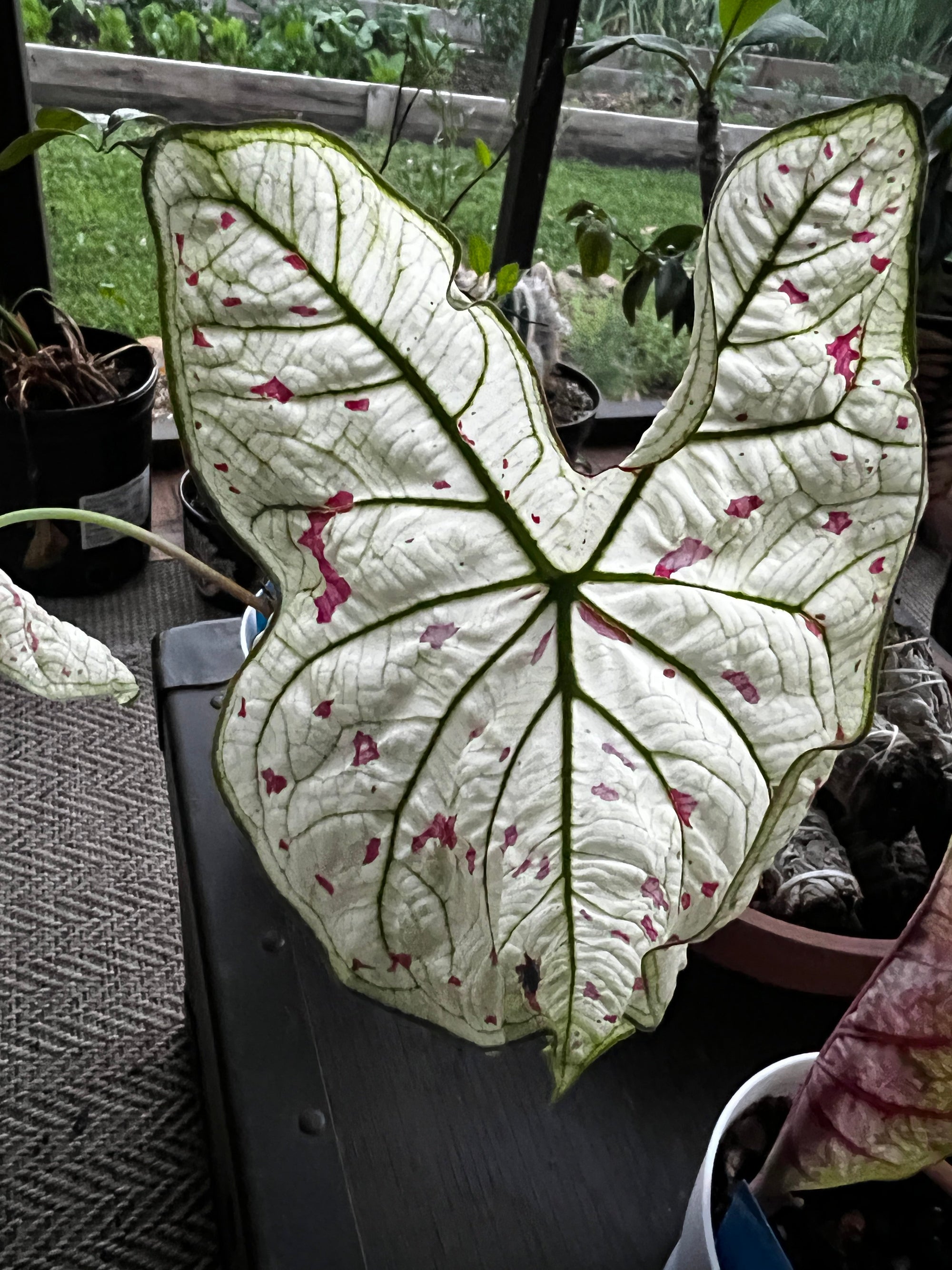 Cranberry Star Caladium (2 bulbs)