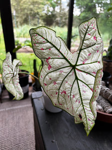 Cranberry Star Caladium (2 bulbs)