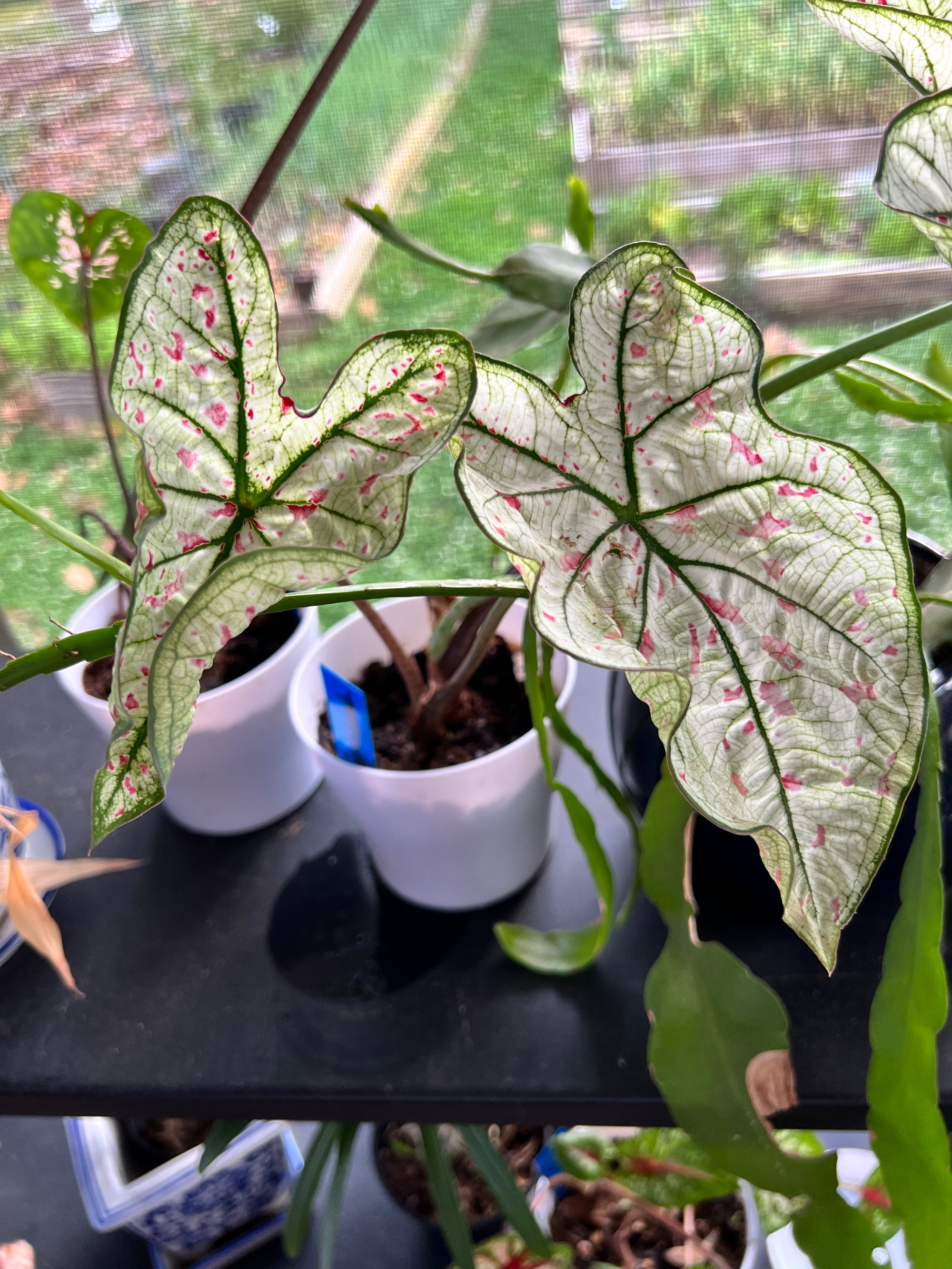 Cranberry Star Caladium (2 bulbs)