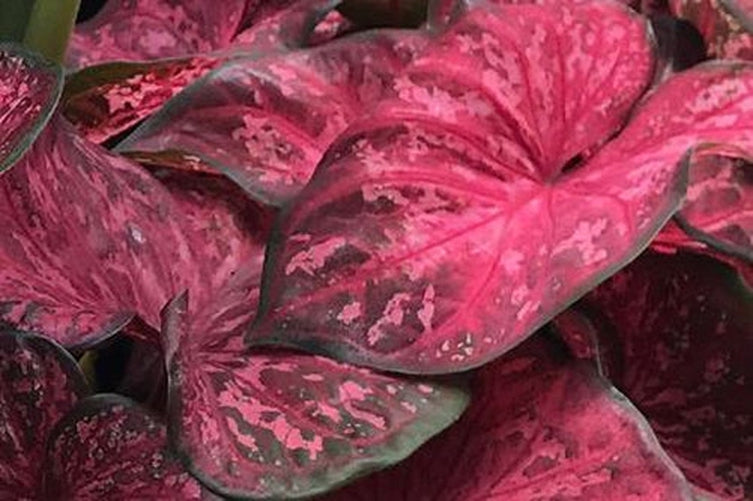 Crimson Sky Caladium (2 bulbs) ** Preorder for Spring 2024 ** - Blue Buddha Farm