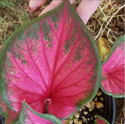 Crimson Sky Caladium (2 bulbs) ** Preorder for Spring 2024 ** - Blue Buddha Farm