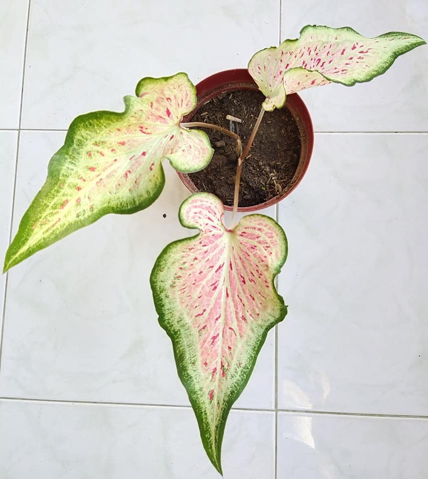 'Daydreamer' Caladium – Enchanting Pink Symphony (2 Bulbs) - Blue Buddha Farm