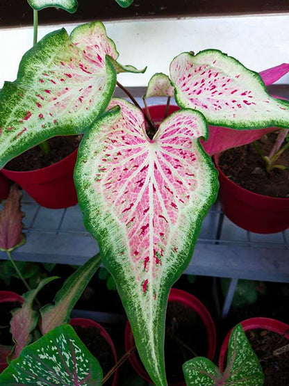 'Daydreamer' Caladium – Enchanting Pink Symphony (2 Bulbs) - Blue Buddha Farm