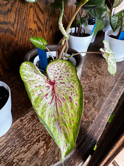 'Daydreamer' Caladium – Enchanting Pink Symphony (2 Bulbs) - Blue Buddha Farm