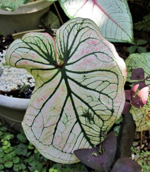 Debutante Caladium (2 bulbs)