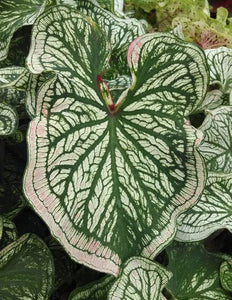 Debutante Caladium (2 bulbs)