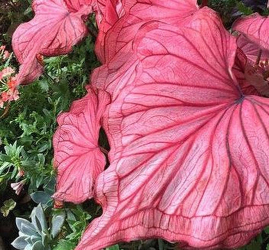 Desert Sunset Caladium (2 bulbs)