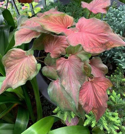 Desert Sunset Caladium (2 bulbs)