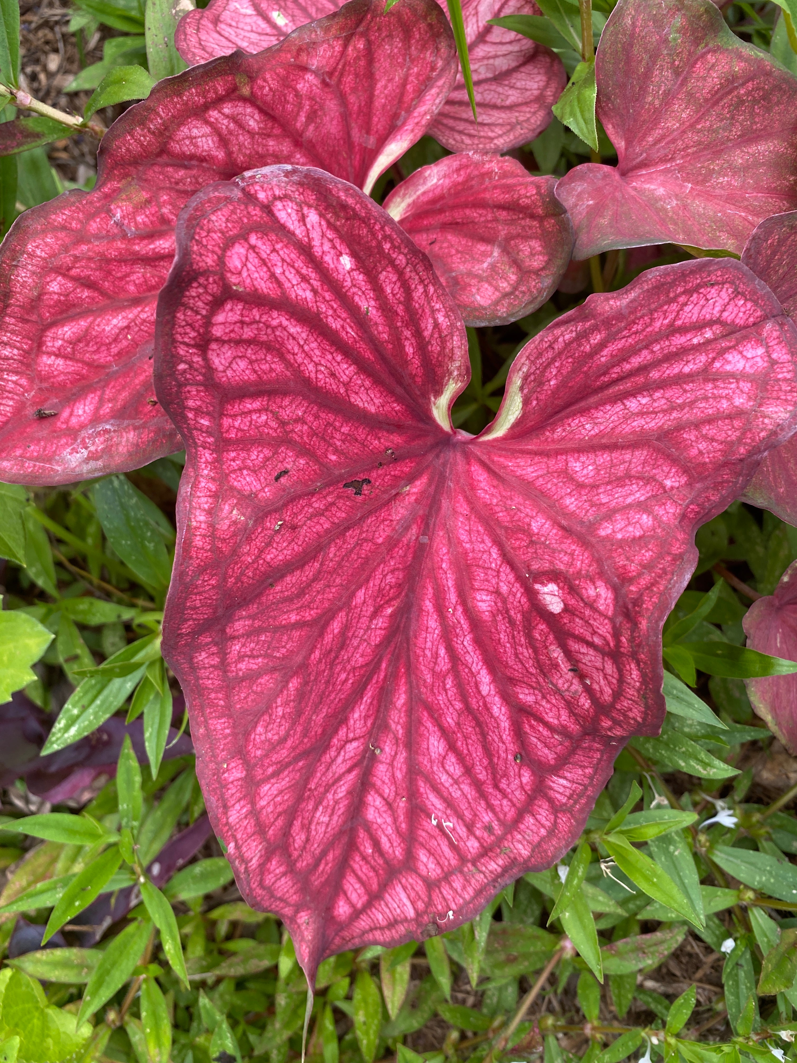 Desert Sunset Caladium (2 bulbs)