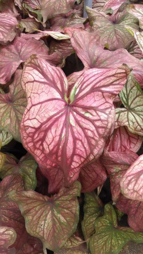 Desert Sunset Caladium (2 bulbs)