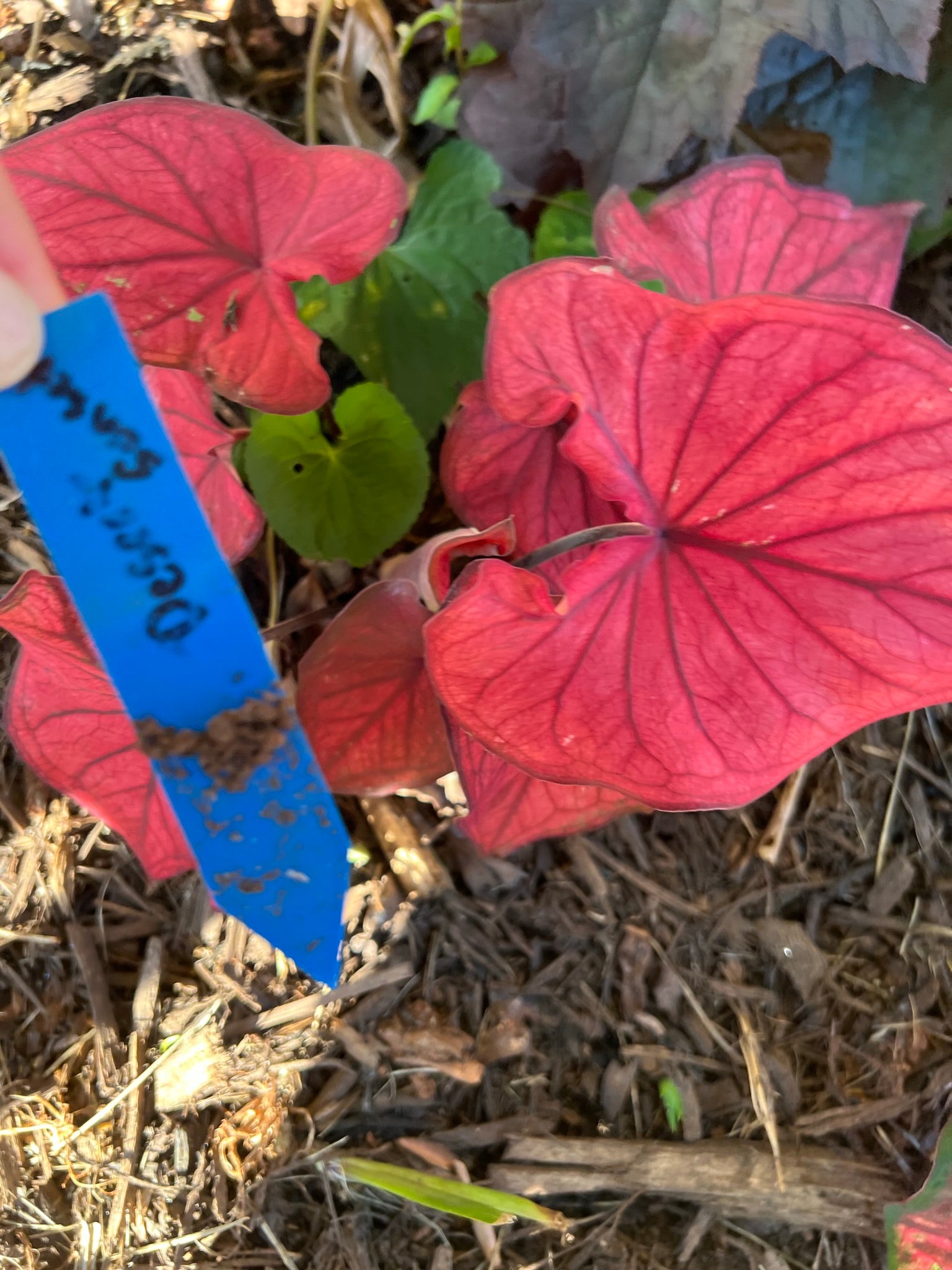 Desert Sunset Caladium (2 bulbs)