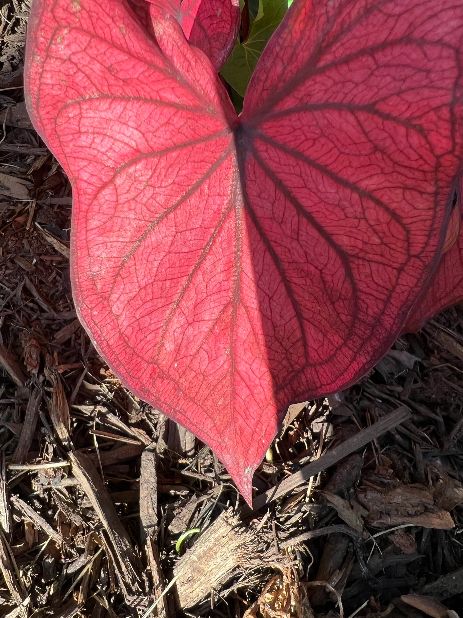 Desert Sunset Caladium (2 bulbs)