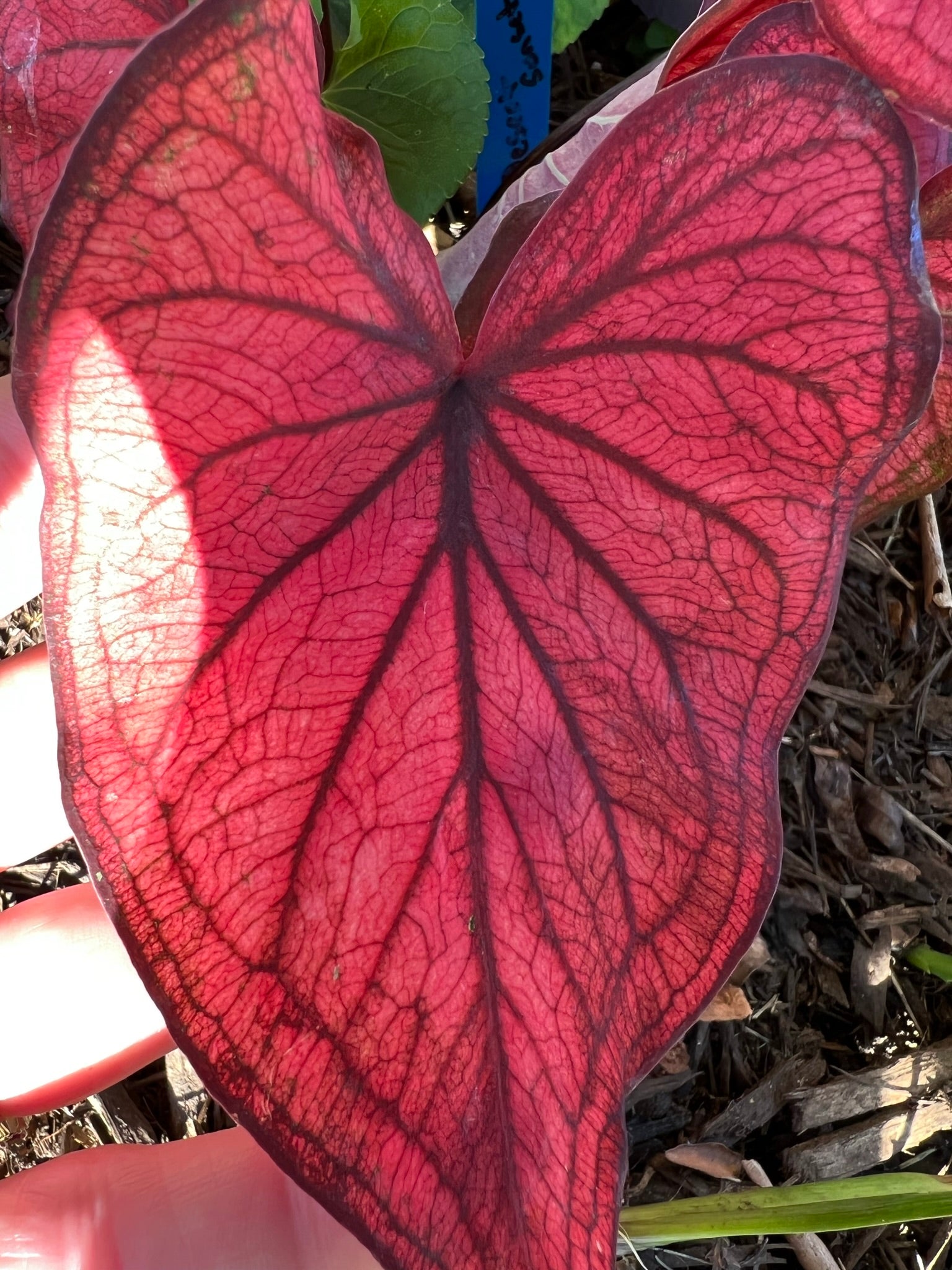 Desert Sunset Caladium (2 bulbs)