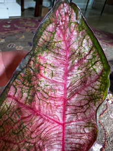 Fannie Munson Caladium (2 bulbs)