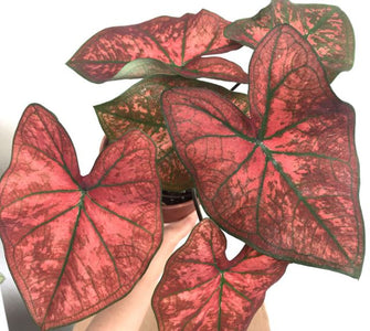 Festivia Caladium (2 bulbs)