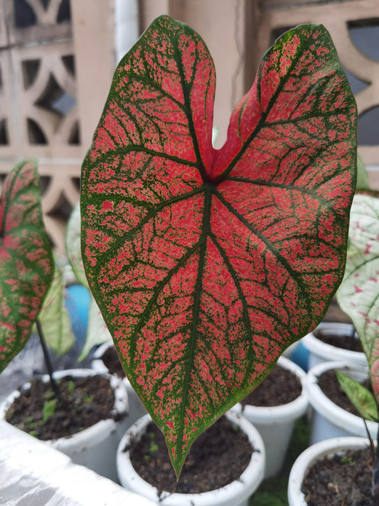 'Festivia' Caladium – Radiant Rose Splendor(2 Bulbs) - Blue Buddha Farm